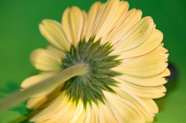 Güzel Gerbera çiçeği, yakın görüş.