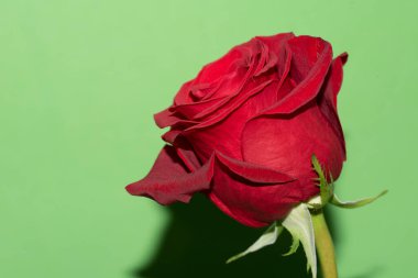 yeşil arkaplanda kırmızı gül