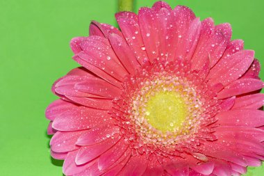 İnanılmaz Gerbera çiçeği, kapat manzarayı