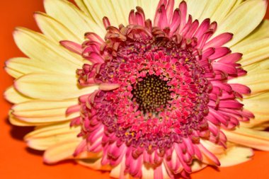 Güzel Gerbera çiçeği, yakın görüş.