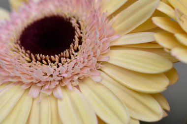 Güzel Gerbera çiçekleri, yakın görüş