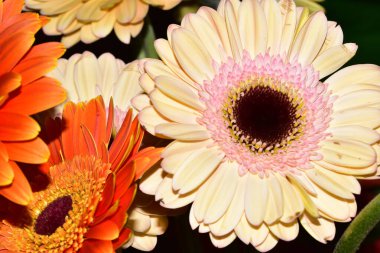 Güzel Gerbera çiçekleri, yakın görüş