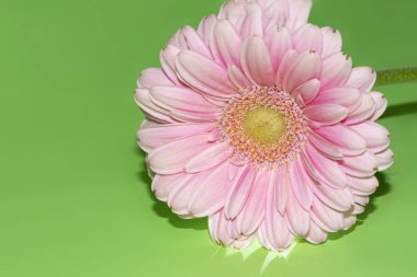 Güzel Gerbera çiçeği, yakın görüş.