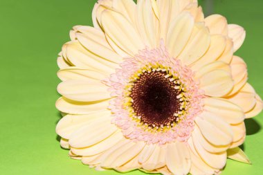 Güzel Gerbera çiçeği, yakın görüş.