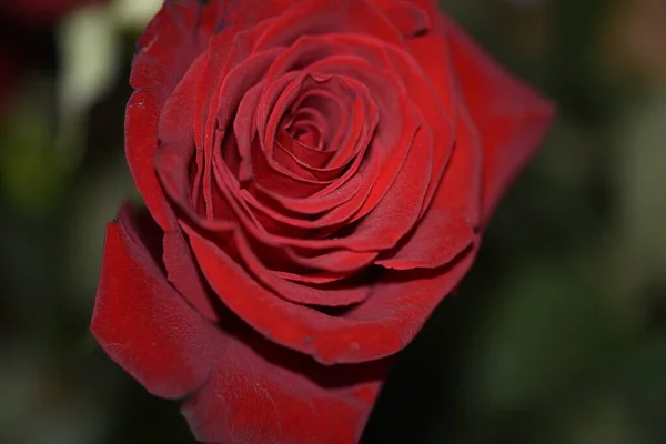 Tender Red Rose Blurred Background — стоковое фото