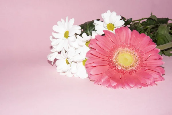 Belas Flores Margarida Com Única Gerbera Fundo Rosa — Fotografia de Stock