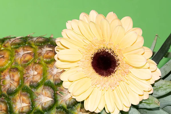 Beautiful Gerbera Flower Fresh Pineapple Exotic Fruit — Stock Photo, Image