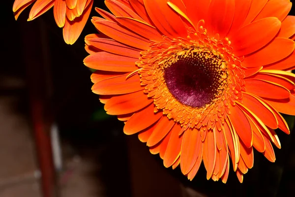 Krásné Gerber Květiny Zblízka Pohled — Stock fotografie