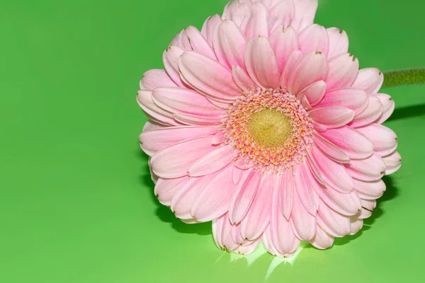 Красивый Цветок Герберы Крупный План — стоковое фото