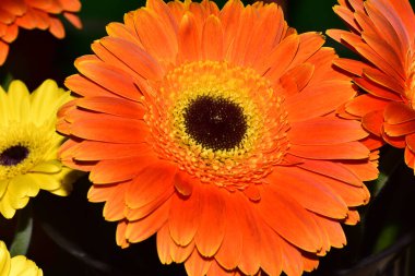 Güzel Gerbera çiçekleri, yakın görüş
