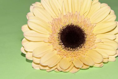 Güzel Gerbera çiçeği, yakın görüş.