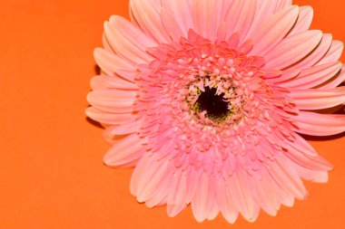 Güzel Gerbera çiçeği, yakın görüş.