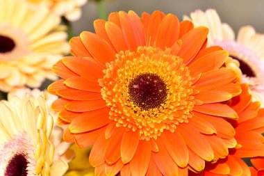 Güzel Gerbera çiçekleri, yakın görüş