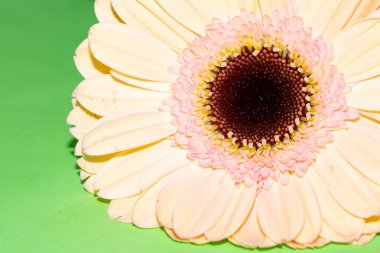 Güzel Gerbera çiçeği, yakın görüş.