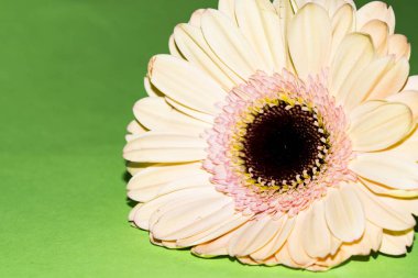 Güzel Gerbera çiçeği, yakın görüş.