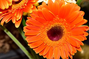 Güzel Gerbera çiçekleri, yakın görüş