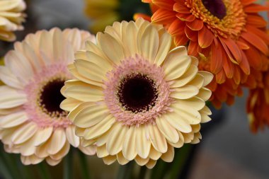 Güzel Gerbera çiçekleri, yakın görüş