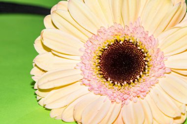 Güzel Gerbera çiçeği, yakın görüş.