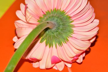 Güzel Gerbera çiçeği, yakın görüş.