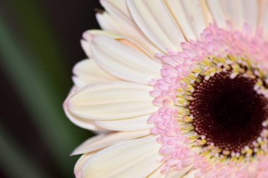 Güzel Gerbera çiçeği, yakın görüş.