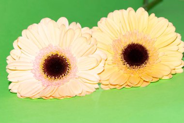 Güzel Gerbera çiçekleri, yakın görüş