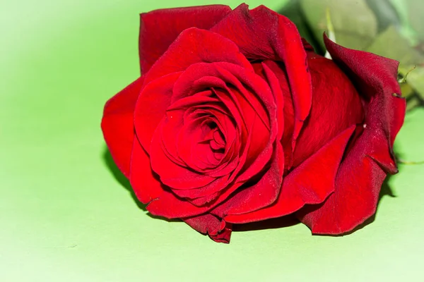 Tender Red Rose Green Background — Stockfoto