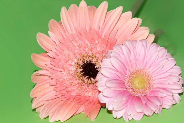Piękne Gerbera Kwiaty Widok Bliska — Zdjęcie stockowe