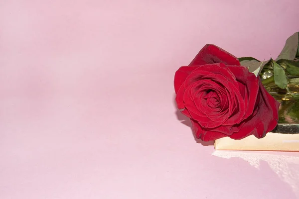 Τρυφερό Κόκκινο Τριαντάφυλλο Ροζ Φόντο — Φωτογραφία Αρχείου