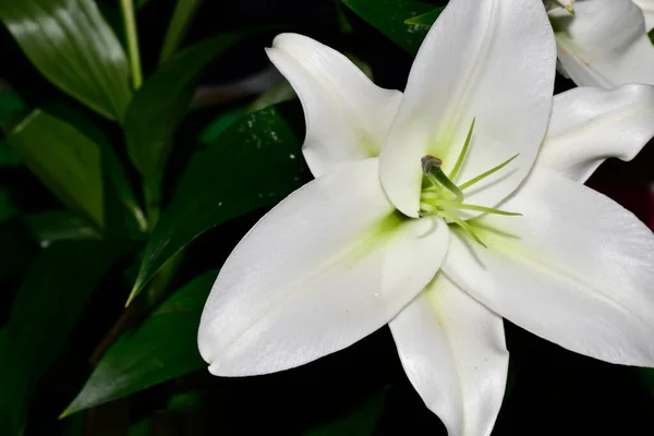 Hermosa Flor Lirio Vista Cerca —  Fotos de Stock