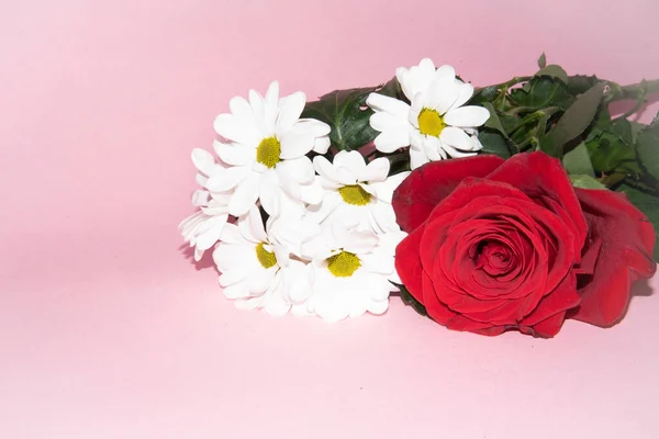 Όμορφα Λουλούδια Μαργαρίτα Μονό Κόκκινο Τριαντάφυλλο Ροζ Φόντο — Φωτογραφία Αρχείου