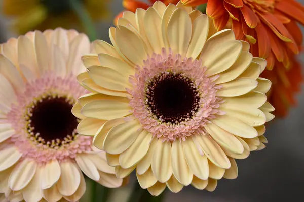 Beautiful Gerbera Flowers Close View — Stockfoto