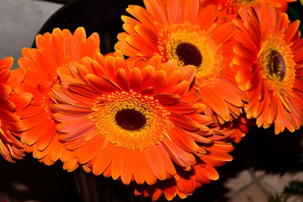 Güzel Gerbera Çiçekleri Yakın Görüş — Stok fotoğraf