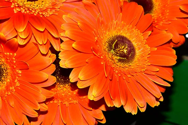 Beautiful Gerbera Flowers Close View — Fotografia de Stock