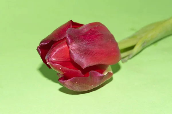 Hermoso Tulipán Rojo Vista Cerca —  Fotos de Stock