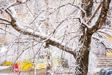 snow covered tree branches, winter season concept