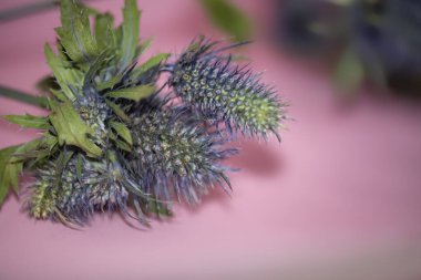 Devedikeni çiçekli bitkilerin yakın plan çekimi.