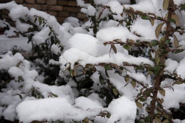 snow covered tree branches, winter season concept