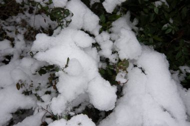 snow covered tree branches, winter season concept