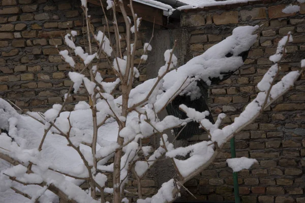 Snow Covered Tree Branches Winter Season Concept — Stok fotoğraf