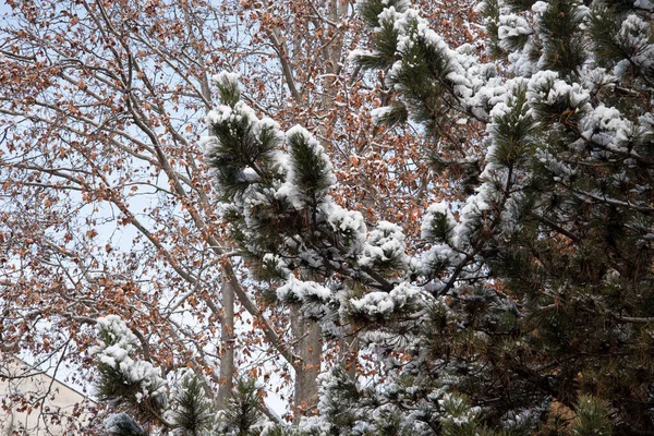 Primer Plano Los Árboles Cubiertos Nieve —  Fotos de Stock