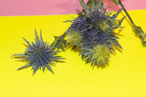 Närbild Skott Tistel Blommande Växter — Stockfoto