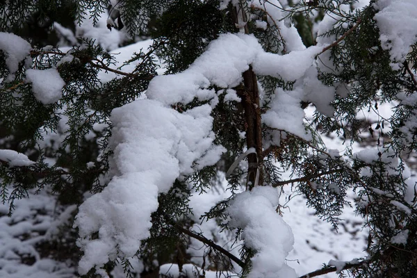 Ramas Árboles Cubiertas Nieve Concepto Temporada Invierno —  Fotos de Stock