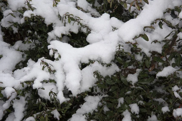 Снігові Гілки Дерев Концепція Зимового Сезону — стокове фото