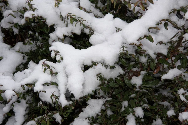 Snow Covered Tree Branches Winter Season Concept — Foto de Stock