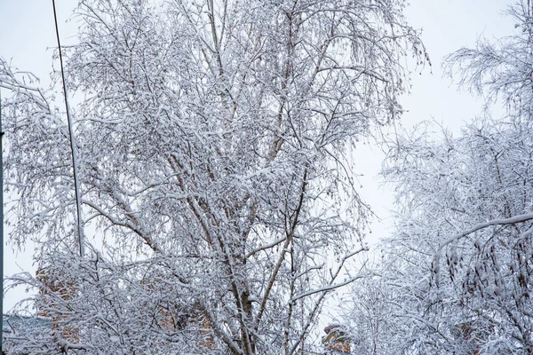 Snow Covered Tree Branches Winter Season Concept —  Fotos de Stock
