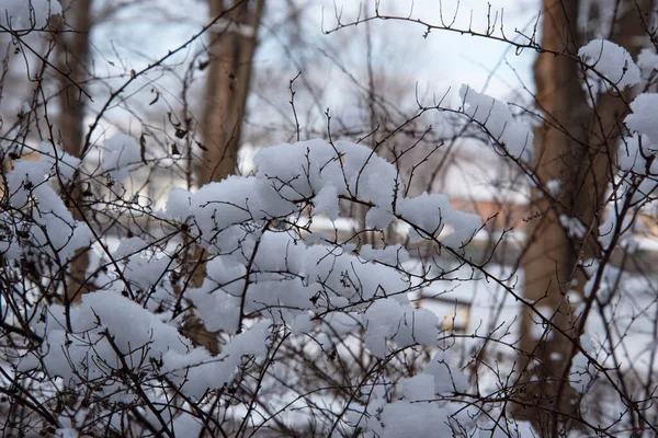 Snow Covered Tree Branches Winter Season Concept —  Fotos de Stock
