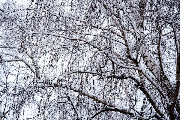 Snow Covered Tree Branches Winter Season Concept — Stockfoto