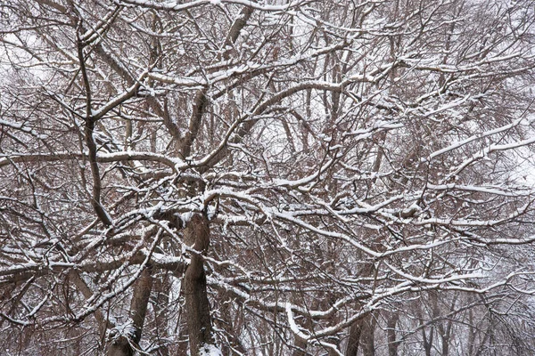 Snow Covered Tree Branches Winter Season Concept — Zdjęcie stockowe