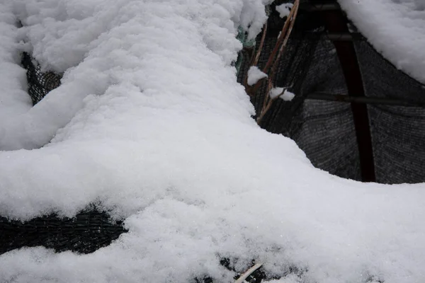 Ramas Árboles Cubiertas Nieve Concepto Temporada Invierno — Foto de Stock
