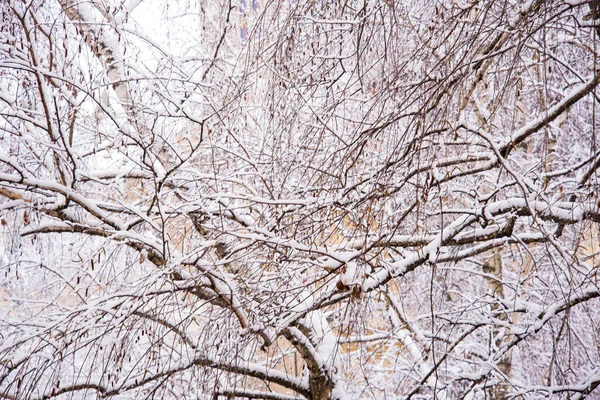 Snow Covered Tree Branches Winter Season Concept — Stockfoto